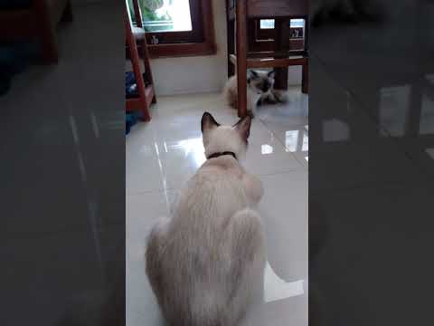 Lily's Journey Siamese cat family.1