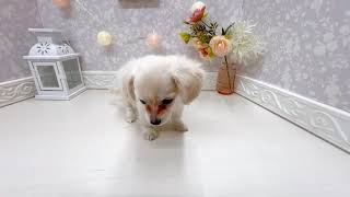 ハーフ犬の動画01