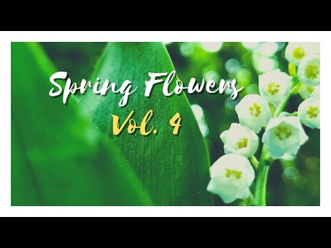 Beautiful Spring Flowers Vol.4|Relaxing video for stress relief, calming, relaxation
