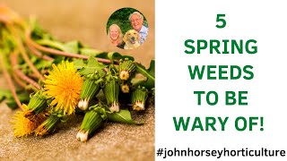 5 GARDEN WEEDS YOU NEED TO WATCH OUT FOR THIS SPRING!