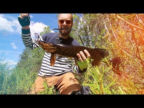 Heittokalastusta salaisella haukilammella | Kalastus ja luonto