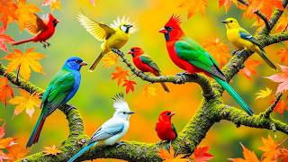 ☀️ Relaxing Piano & Birdsongs | Gentle River Sounds for Peaceful Study & Focus