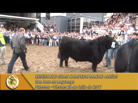 28-07-17 Gran Campeon Macho Angus - Palermo