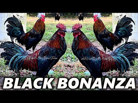 Beautiful Black Bonanza McRae Jap Hennie ROADS END FARM