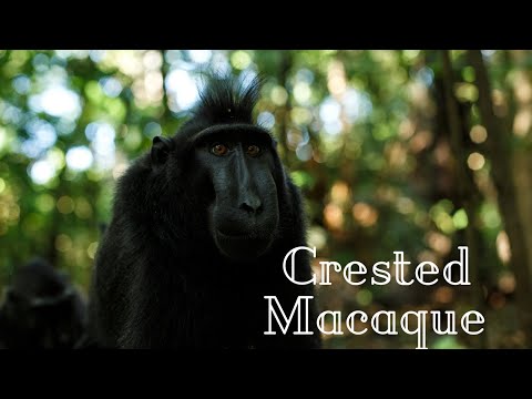 猿の自撮り写真を巡る争いで和解が模索中