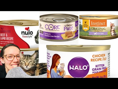 Wet kitten food reviews - Jess Caticles