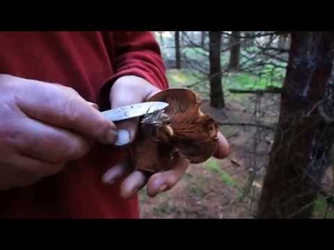 Lusket Giftsvamp/ Almindelig Netbladhat/ Sten Larris, Svampeekspert