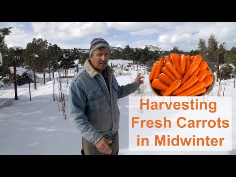 Fresh Winter Carrots