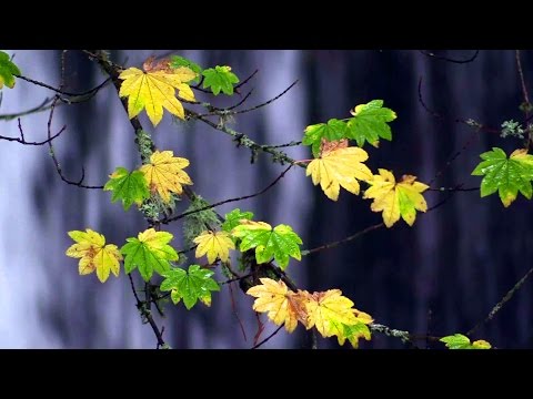 Multnomah Falls, Oregon 20141024 1080p HD