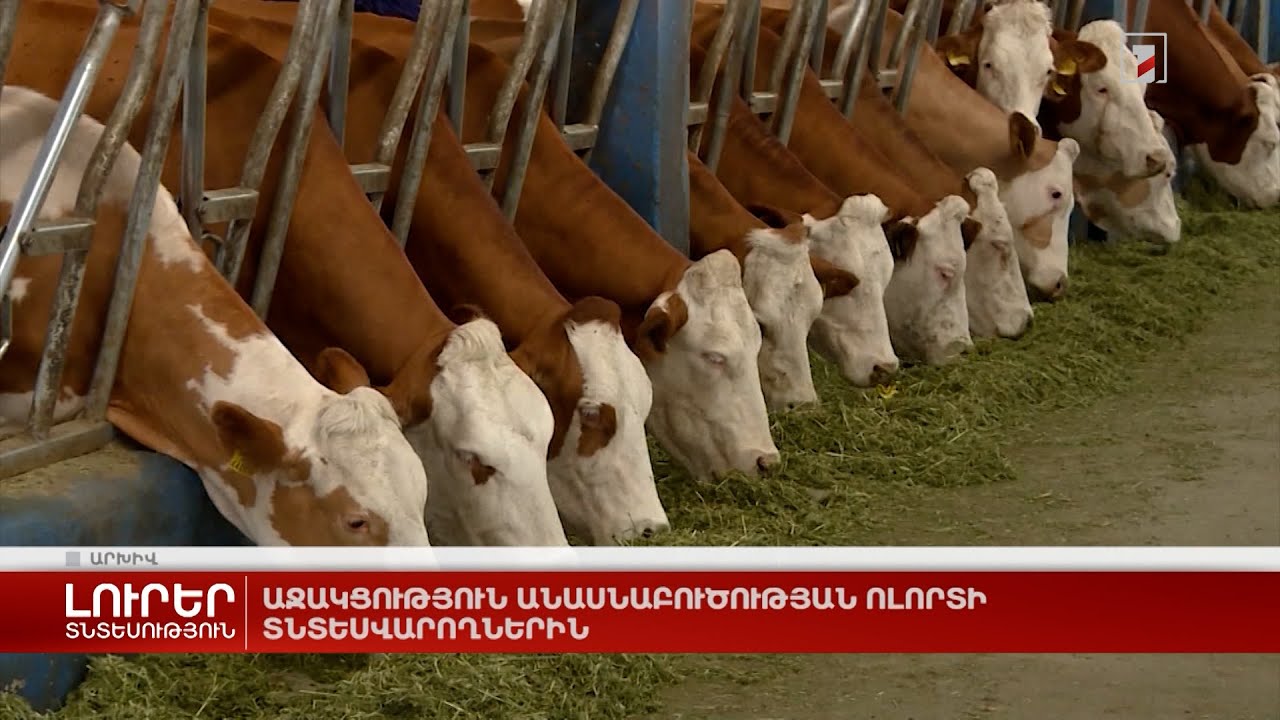 Աջակցություն անասնաբուծության ոլորտի տնտեսվարողներին