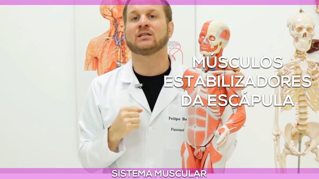 Músculos Estabilizadores da Escapula