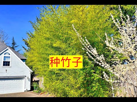 家裡種竹子
