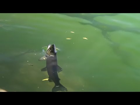 Pesca en Río Aluminé Flotando y Acampando Pilo Lil -Talelun junto a Pol Flyfishing Aguas Arriba ESPN