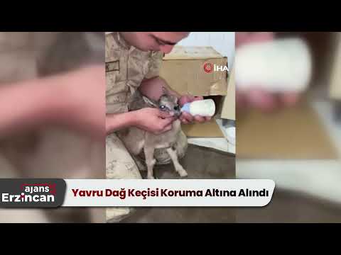 Yavru Dağ Keçisi Koruma Altına Alındı
