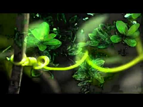 Oliver Serano-Alve(Oliver Shanti)- Sweet Morning Dew - Słodka poranna rosa