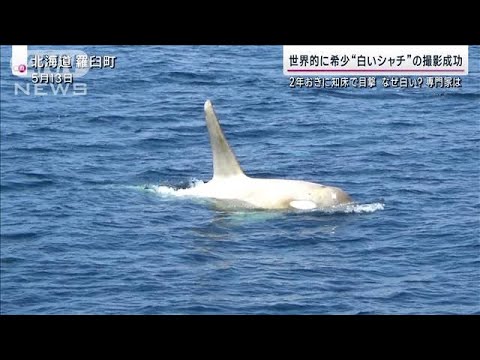 白シャチが帰ってきた