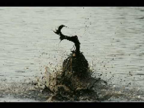 NEUES VOM HUNDETREFF