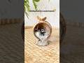 DIY Hara Hara Mahadev Backflowincense Backflowincenseburner Shivaratrispecialsongs