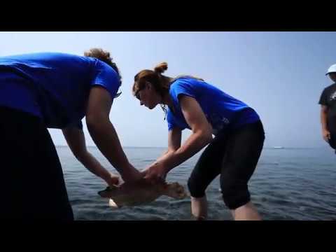 tartanet eolie 2019 ENG