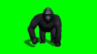 King Kong Gorilla walk - green screen effects - fr