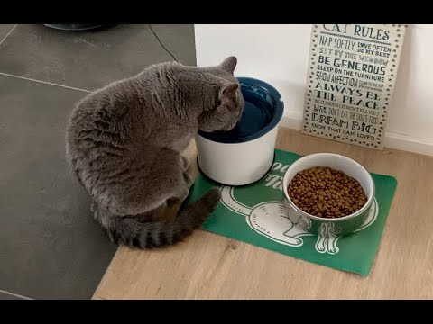 British Shorthair Cat drinking water