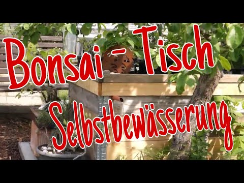 Bewässerungstisch und Gießmethoden Pre-Bonsai 2023/19