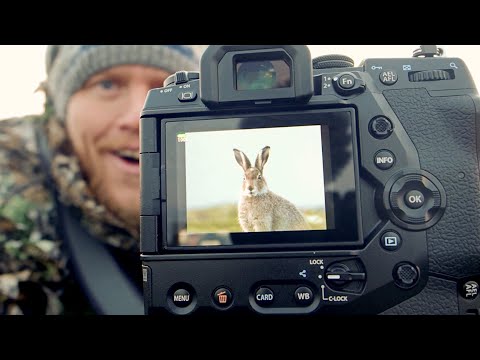 Mountain Hares in Scottish Highlands | Wildlife Photography in Cairngorms