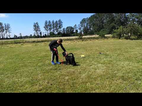 Nauka podążania za właścicielem na luźnej smyczy