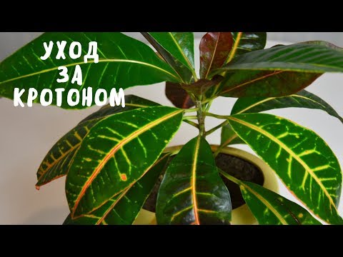 КРОТОН. УХОД И СОДЕРЖАНИЕ. Мои цветы. Мой опыт.