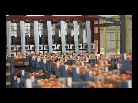 Complete picking to packing system for tomatoes