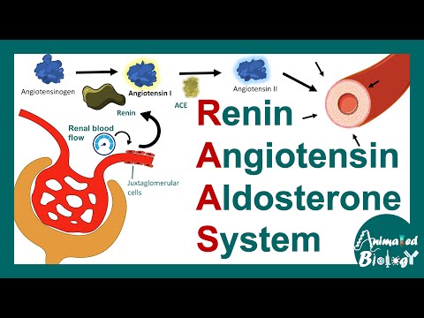 Renin Angiotensin Aldosterone System | RAAS pathway | Function of RAAS pathway.