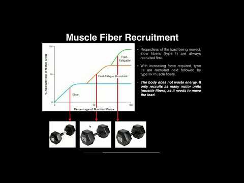 Exercise Physiology | Sequential Motor Unit Recruitment