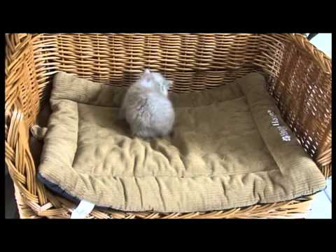 Ruby Cat - Reality Series #13 - Baby Ruby (Pt. 2)