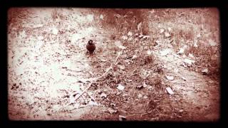 DREAM/Spinning Saturn Combo: A Short Film. ["Iodine Sky" by Black Light Burns.]