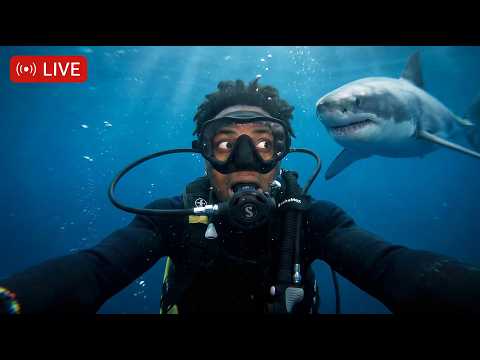 CRAZIEST IShowSpeed Caribbean Moments