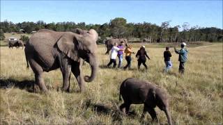 preview picture of video 'Knysna Elephant Park - Part 2'
