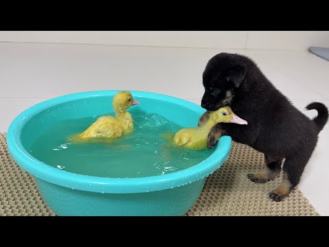 YouTube 썸네일