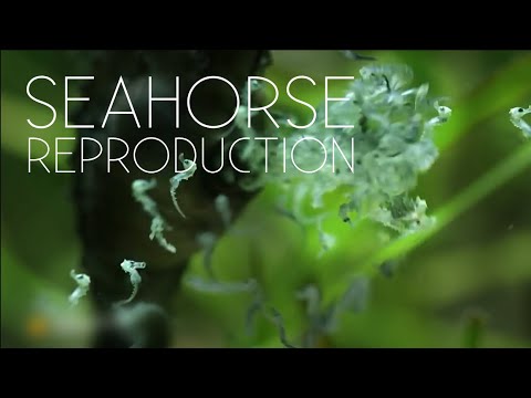 Seahorse Giving Birth | Full Reproductive Cycle