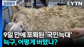 [이슈ON] 9일 만에 포획된 '국민늑대'...늑구, 어떻게 버텼나? / YTN