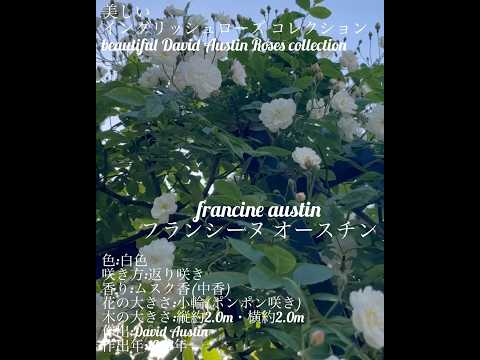 イングリッシュローズ「コーヴィデール」 植物