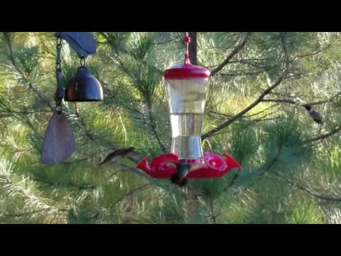 Hummingbird frenzy August 1, 2017