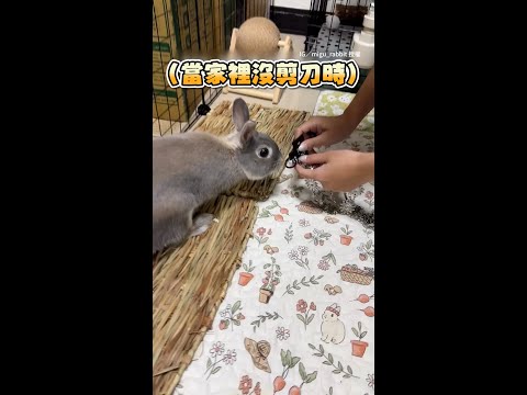 【養兔兔的好處】沒剪刀時牠會幫你咬吊牌 #Shorts