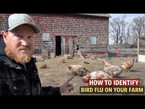 7 Warning Signs Your Chickens Might Have Bird Flu!
