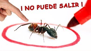 HORMIGA ATRAPADA EN CÍRCULO DE TINTA ¿MITO O REALIDAD?