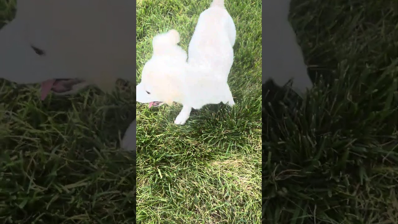 Enlarge Marvin, a ADOPTABLE mixed breed in Fort Collins, CO video 4/4