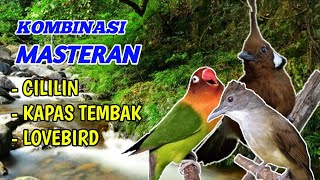 Download lagu Masteran Kombinasi Cililin Kapas Tembak Lovebird... mp3