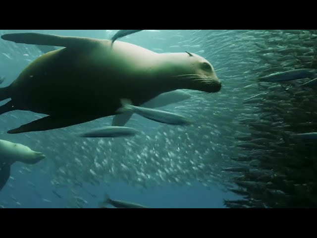 Sardine Feeding Frenzy: Whale, Shark, Dolphin and Sea Lions | The Hunt | BBC Earth