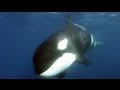 Killer Sharks Vs Killer Whales