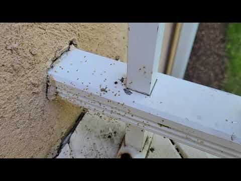Nest of Newly Hatched Spiders on Front Porch in Holmdel, NJ