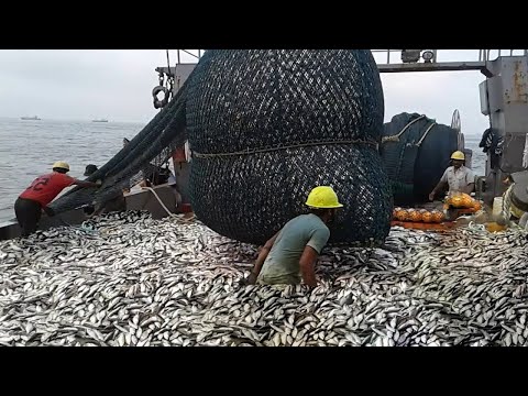 Amazing Catch Net Fishing Herring in The Deep - How To Harvest and Produce Sardines Roe